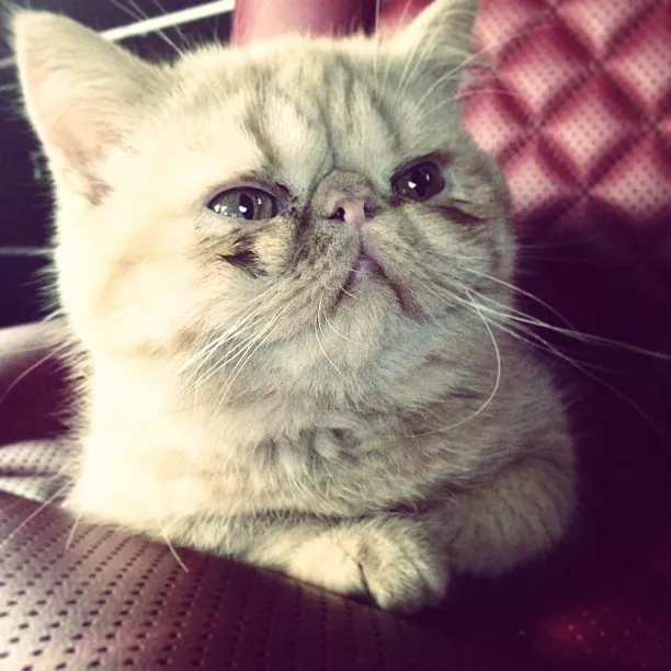 El nuevo gatito de Justin Bieber (FOTOS)