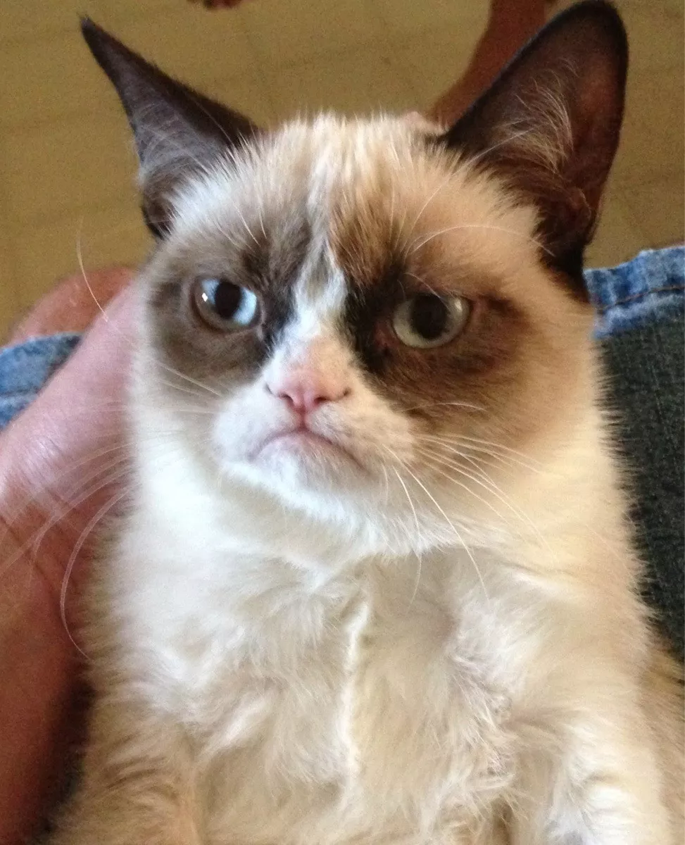 Grumpy Cat tendrá su propia película