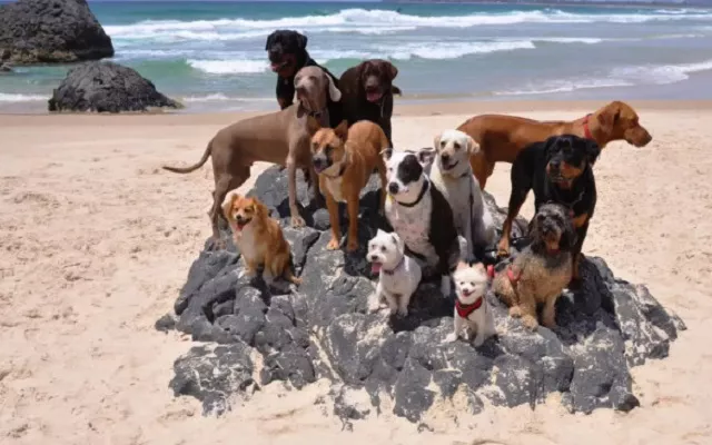 Llega la versión canina de “Happy” 