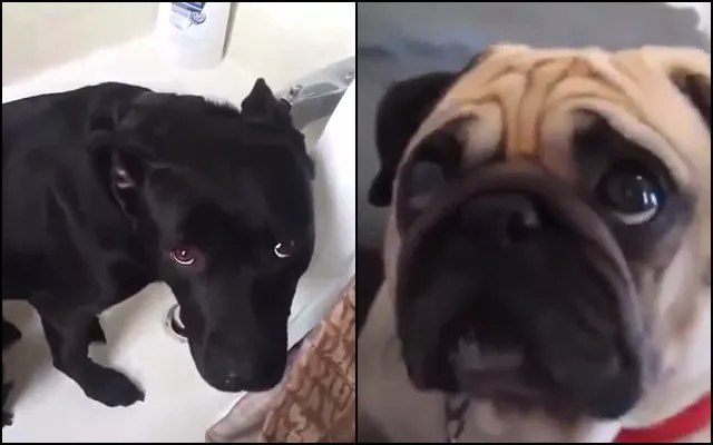reacción de perros