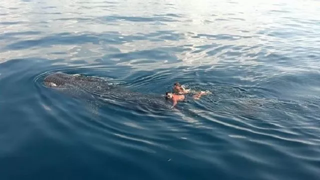 Nada junto a un tiburón ballena