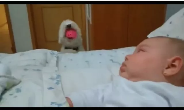 Un perro hace lo imposible para ver al nuevo bebé de la familia