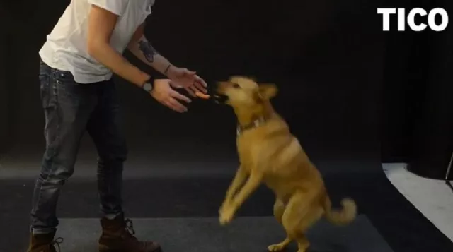 ¿Cómo reaccionan los perros al ver levitar una salchicha?