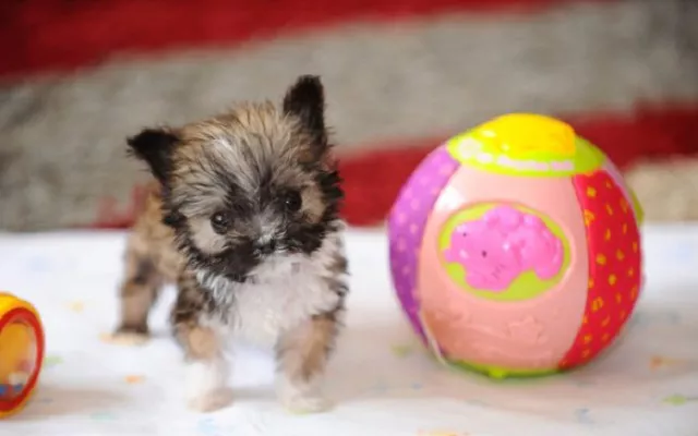 ¿Cuánto mide el perro más pequeño del mundo? 