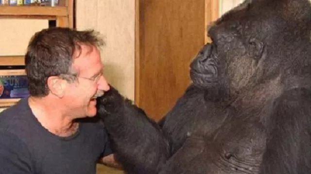 Un gorila llora la muerte de Robin Williams