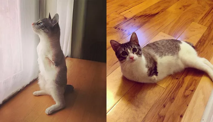Roux, el gato de dos patas