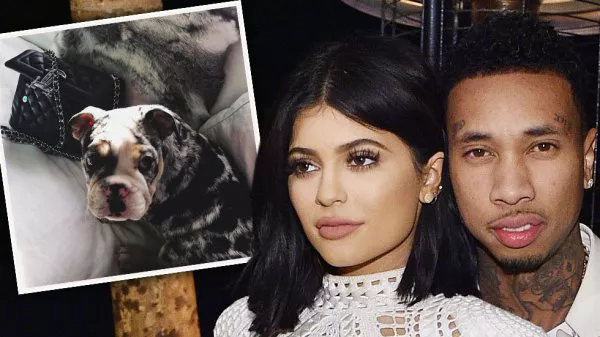 Rolly, perro de Kylie y Tyga