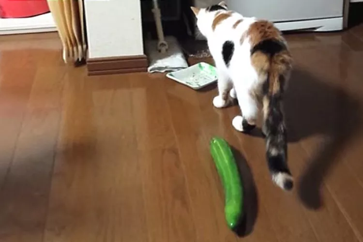 Gato VS Pepino