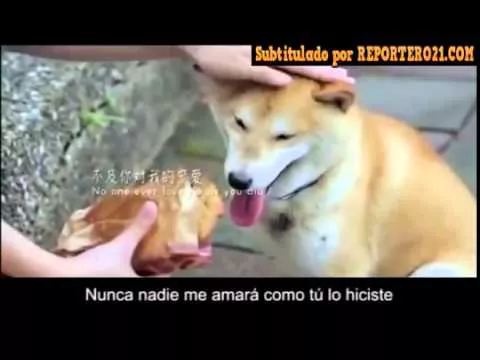 La historia de este perrito te encogerá el corazón