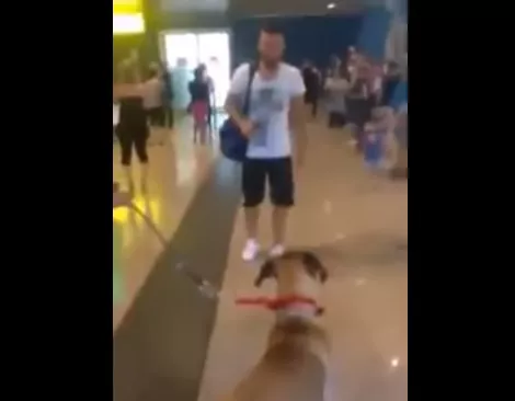 Emocionante cómo este perro llora al ver a su dueño 3 años después