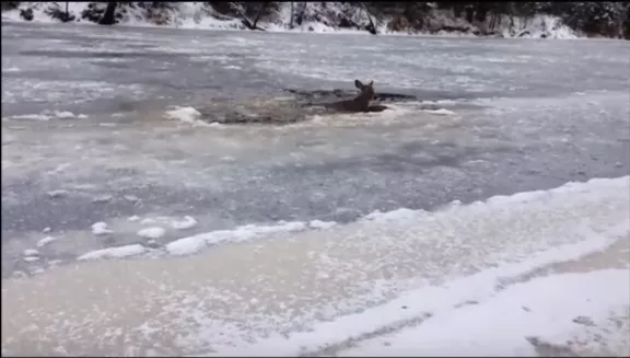 Rescate de un ciervo atrapado en lago helado.
