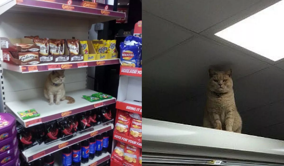 gato supermercado