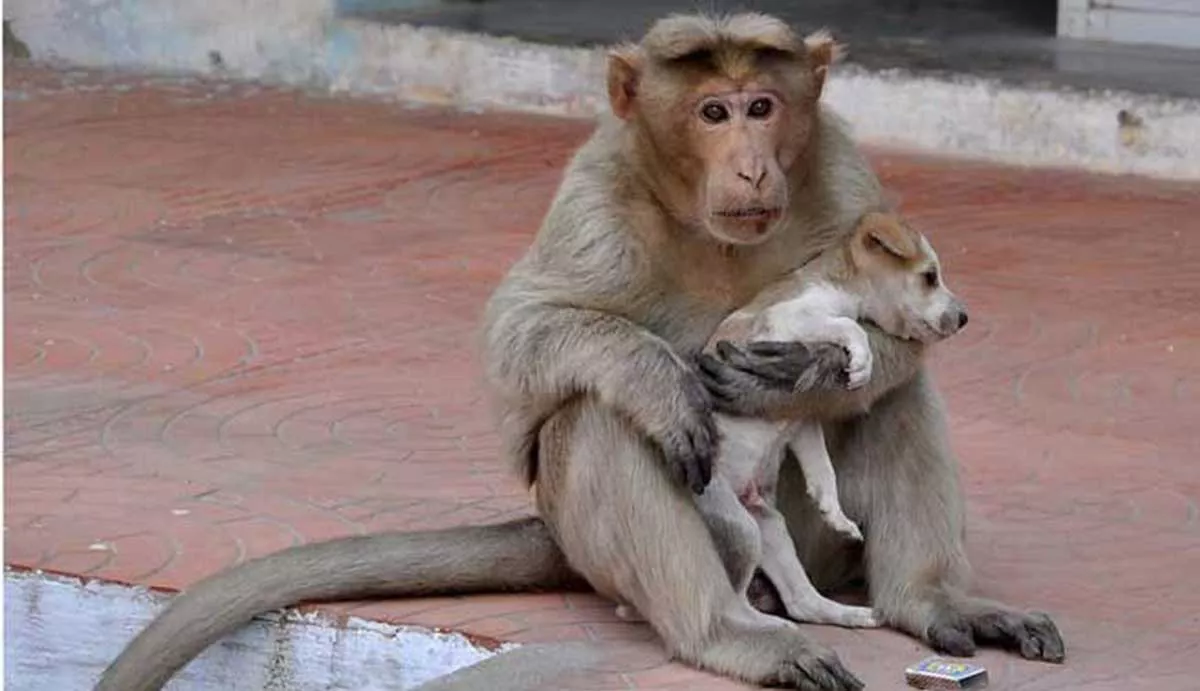 mono rescata a perro 