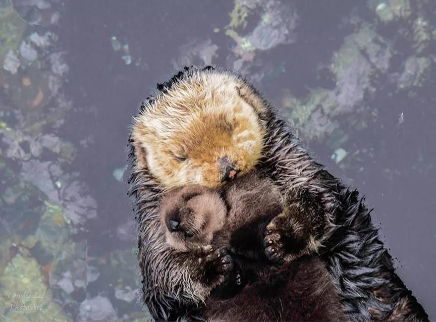 Mamá nutria se encarga de que no le pase nada a su cría