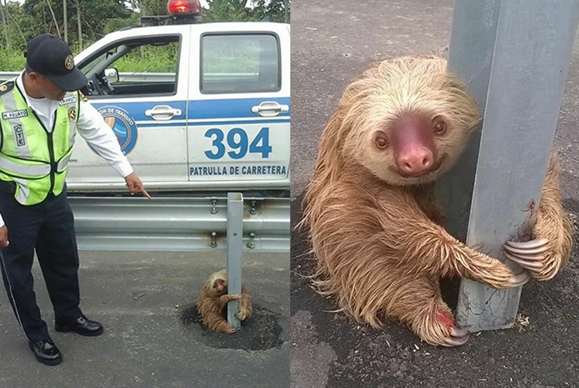 policia rescata a perezoso