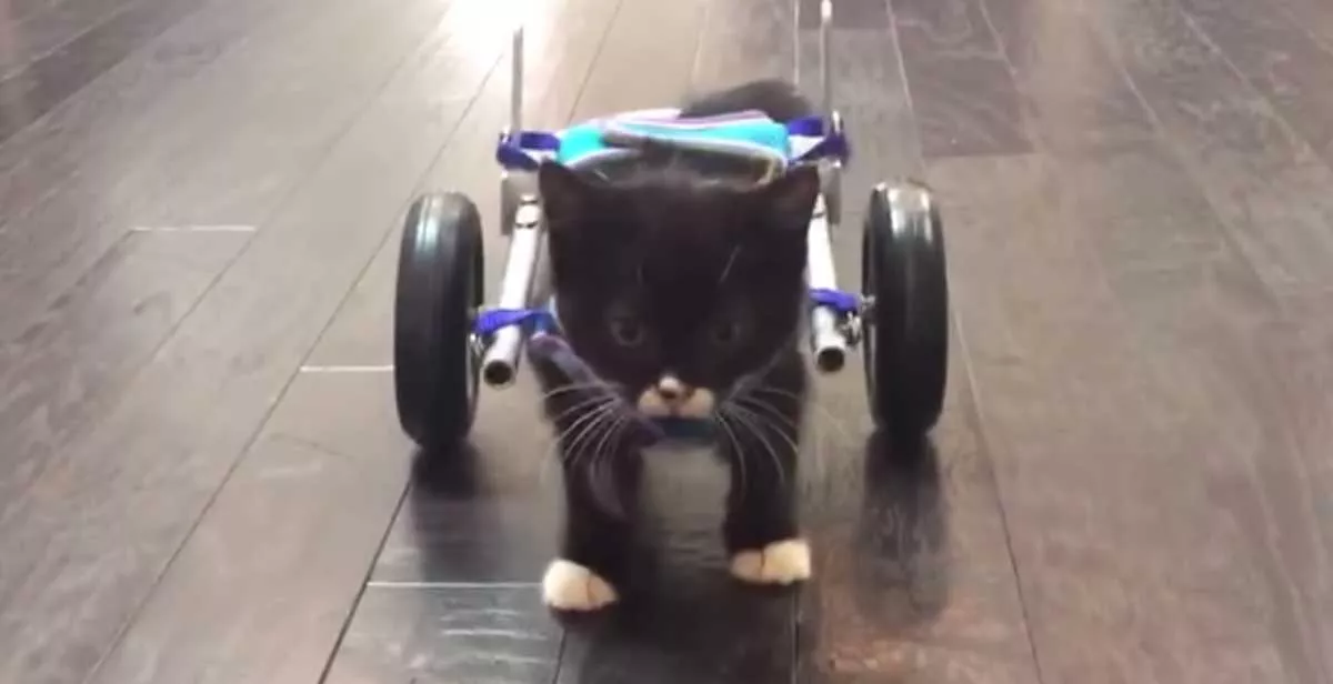 gatito en silla de ruedas