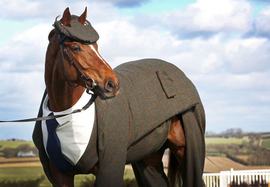 caballo con traje de chaqueta