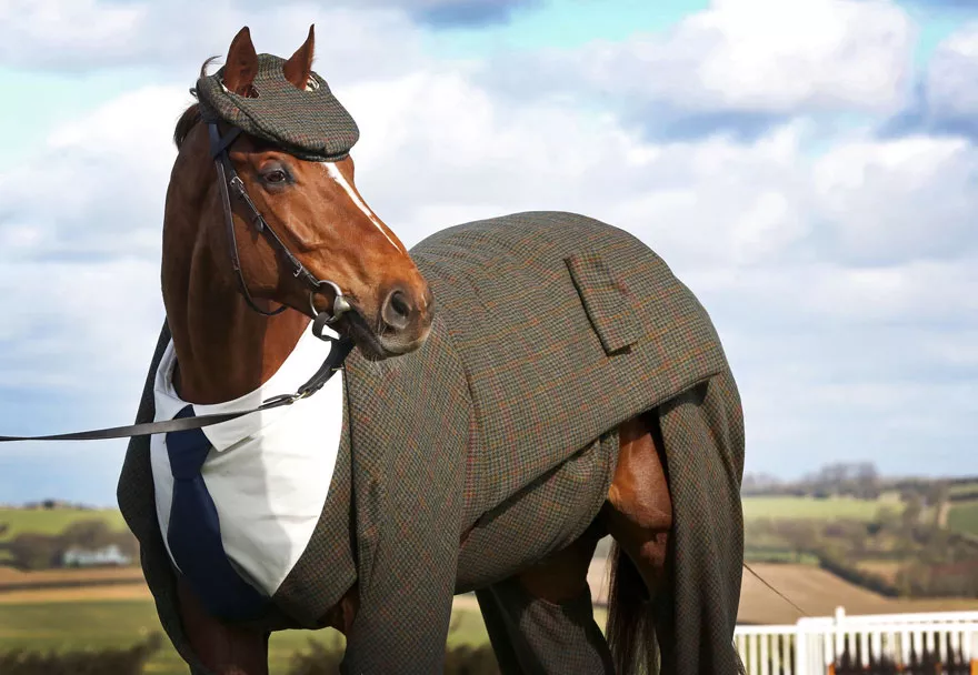 caballo con traje de chaqueta