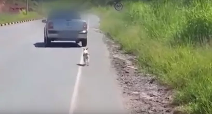 perro abandonado en la carretera