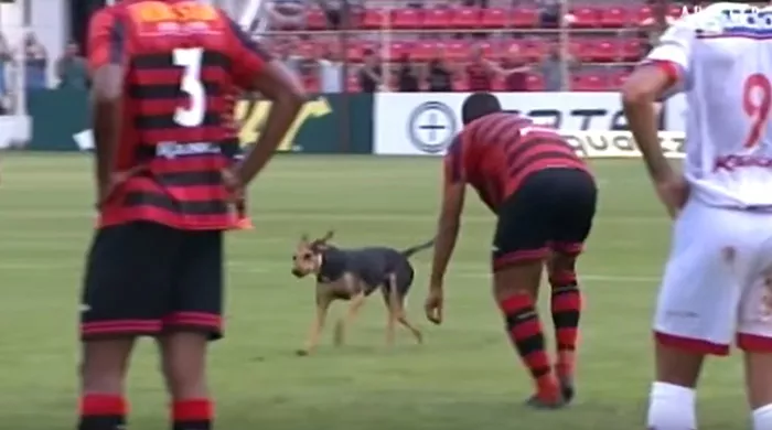 perro irrumpe en campo de futbol