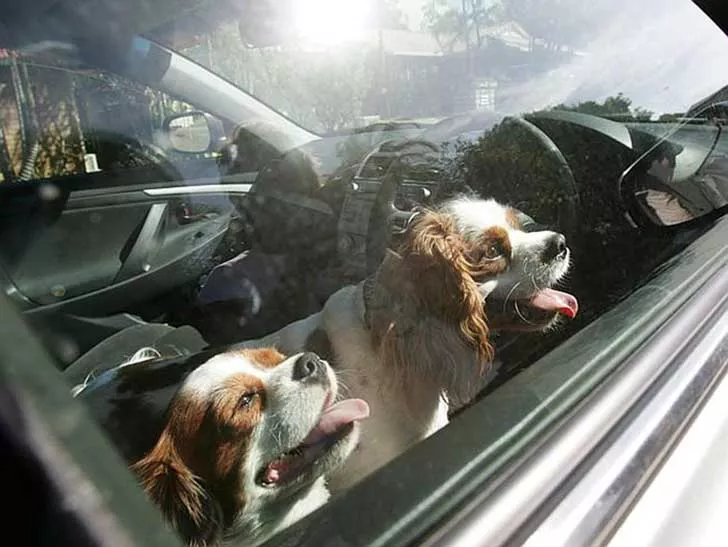 recatar perros en coches