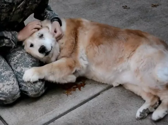 reencuentro entre perro y su dueña