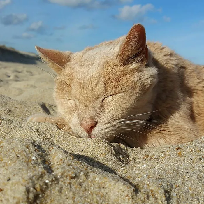 rescata a gato viejo y enfermo 