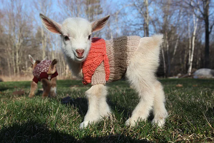 cabras trillizas con jersey