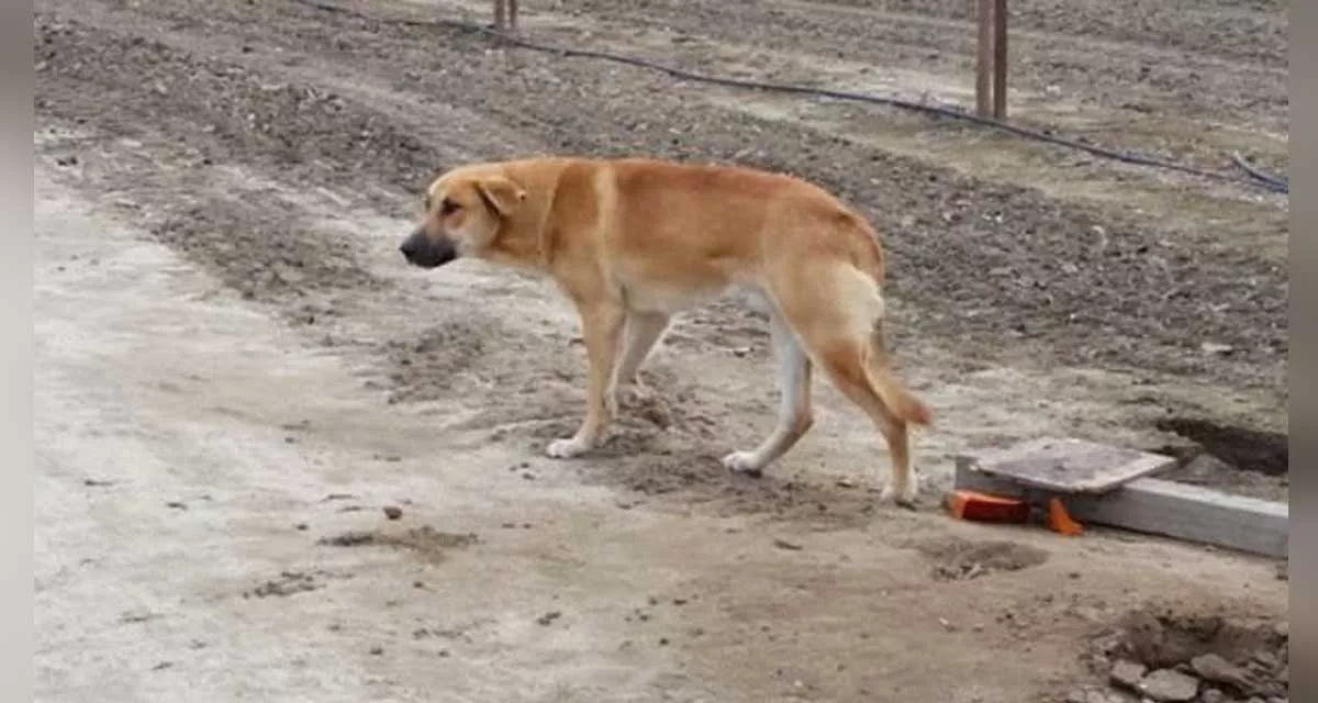 carta a quien abandono a este perro