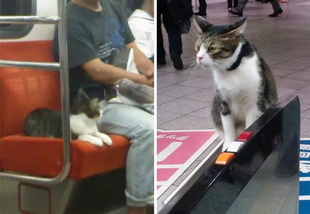 gato que viaja en el metro de tokyo