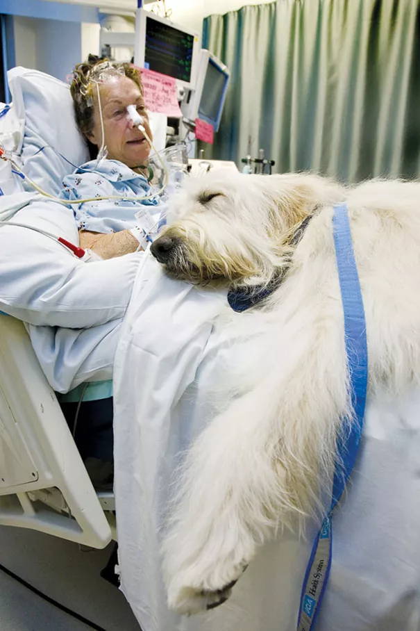 hospital permite visita de mascotas