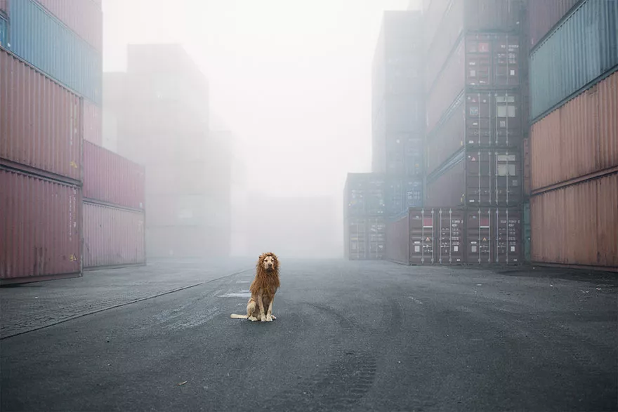 perro abandonado leon de ciudad