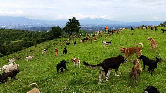 territorio de zaguates refugio perros