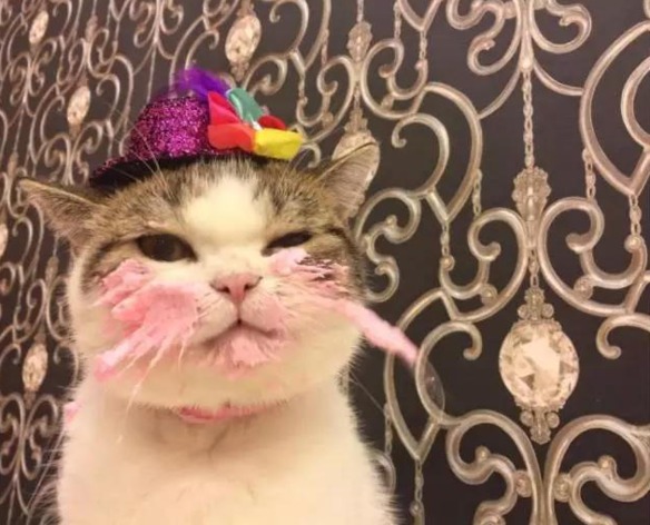adorable gato celebrando su cumpleaños 