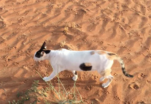 ilusion optica gato desierto