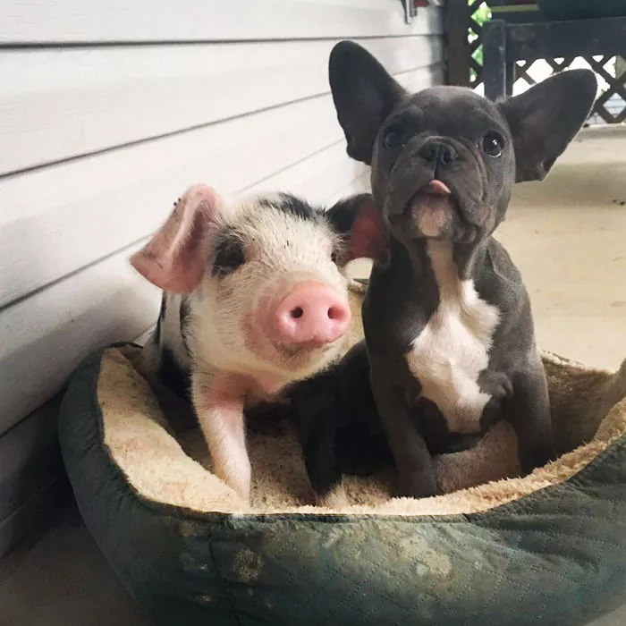 cachorro y cerdito amigos