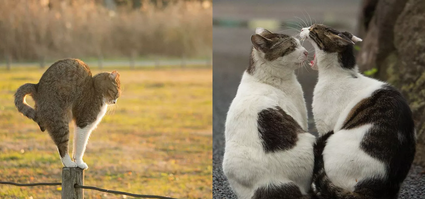 fotos de gatos callejeros de Masayuki Oki