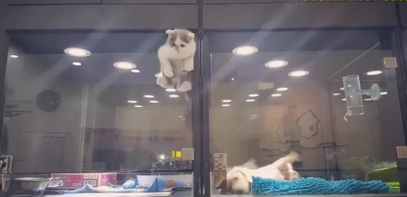 gato escapando tienda