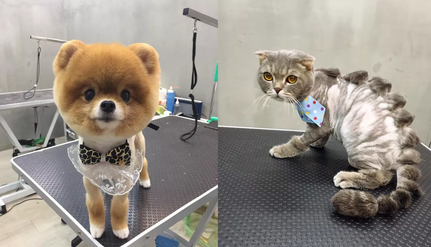 peluqueria de mascotas igogo