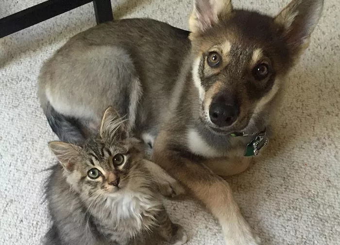 husky elige a un gato en un refugio