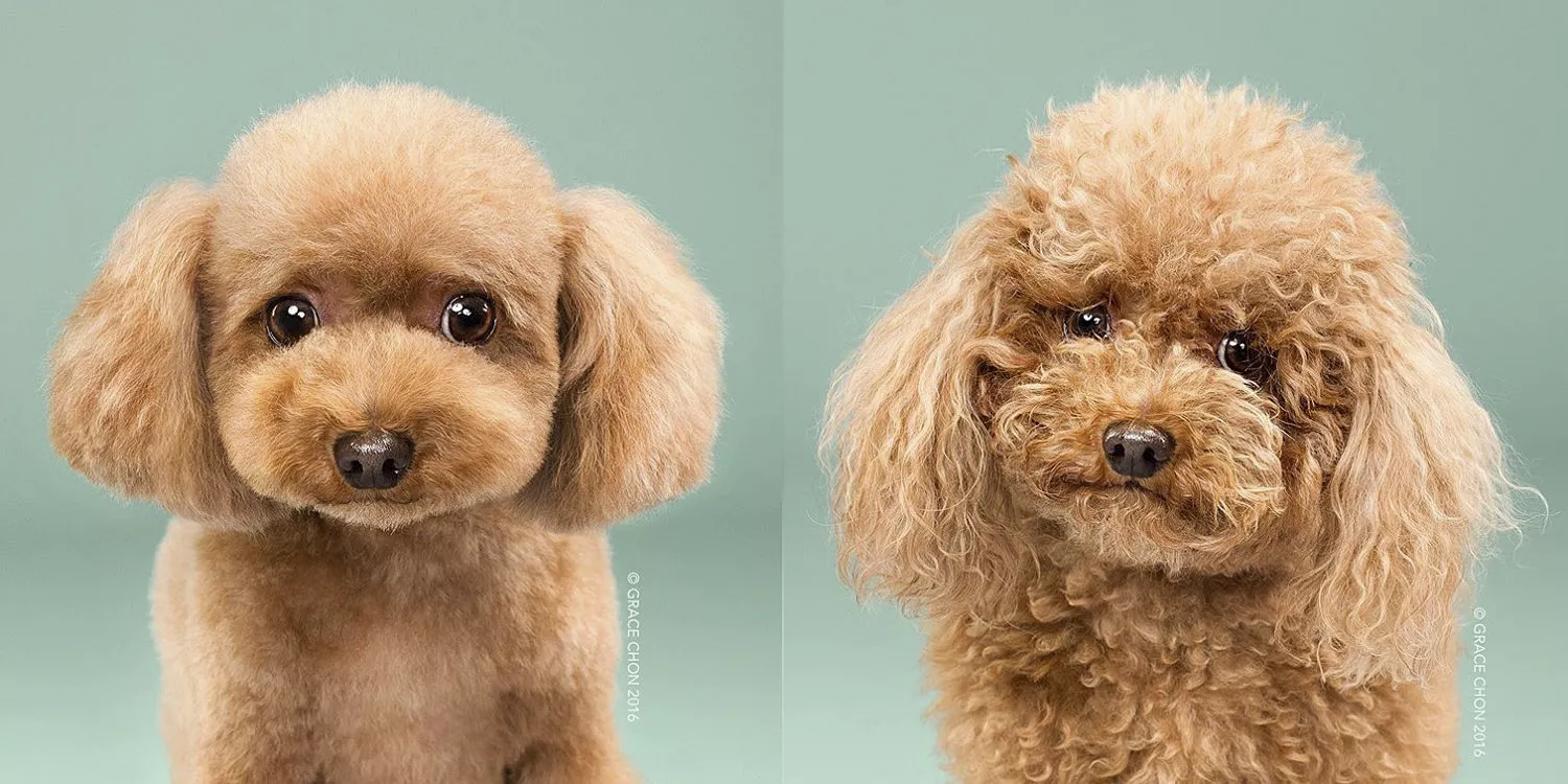 perros antes y despues de cortarse el pelo