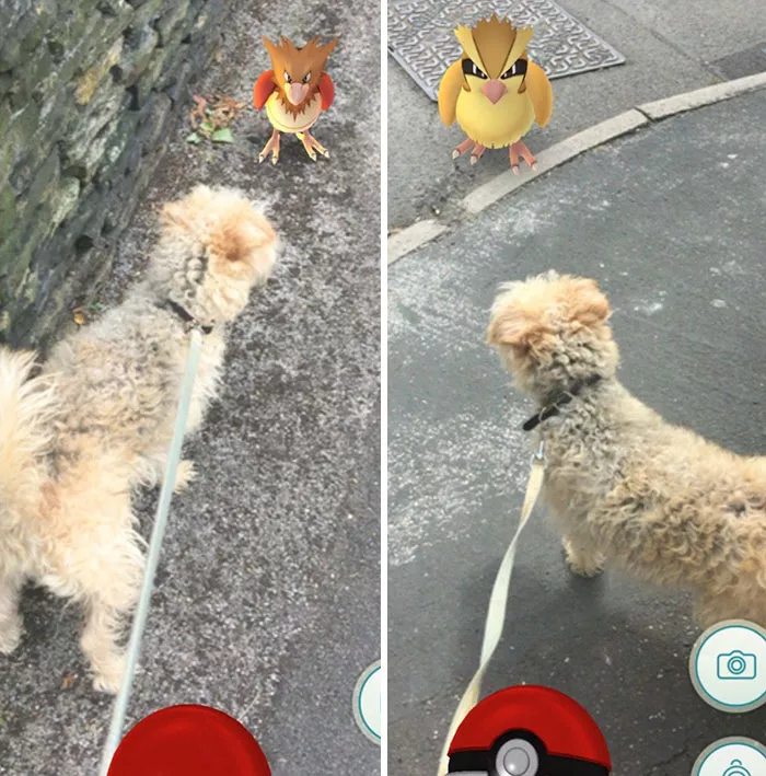 refugio perros pokemon go