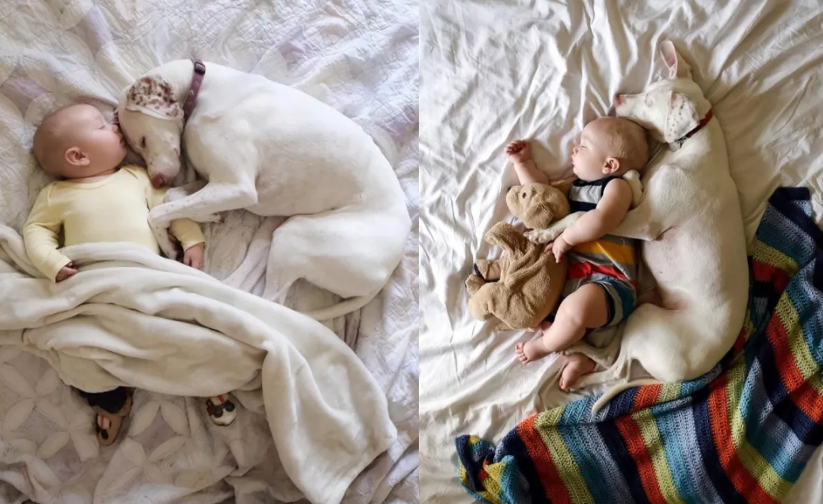 siestas de bebe y su perro