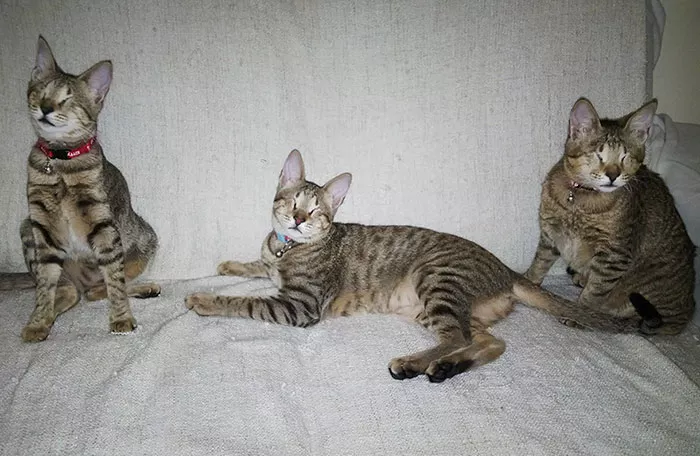 tres gatos ciegos adoptados