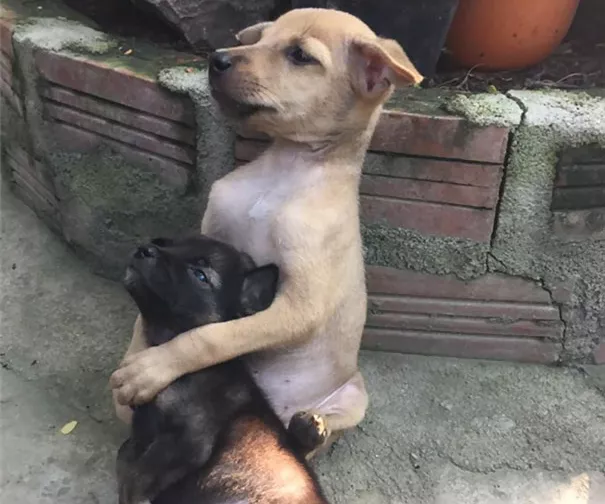 cachorros abrazados
