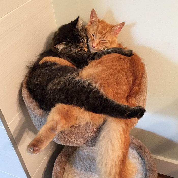 Estos Gatos Siguen Durmiendo Juntos Aunque Ya No Quepan En La Cama Red
