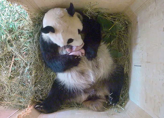 oso panda tiene gemelos