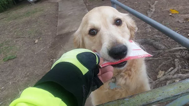 perro recoge el correo 