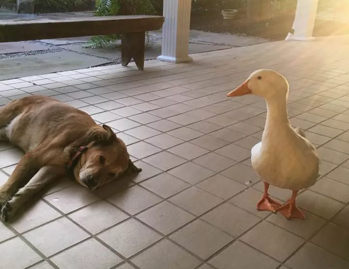 perro y pato 