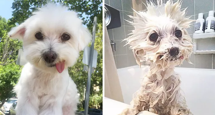 perros antes y despues baño